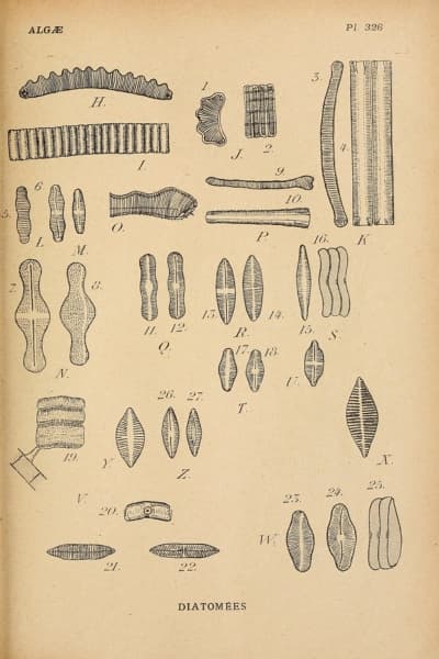 Achnanthes spp