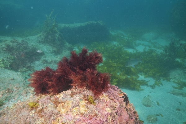 alga roja