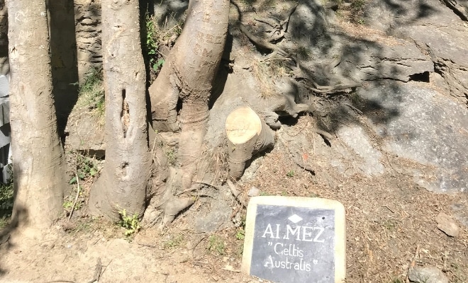 Troncos de almez