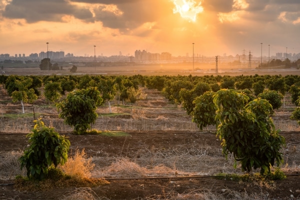 Plantación de Aguacate