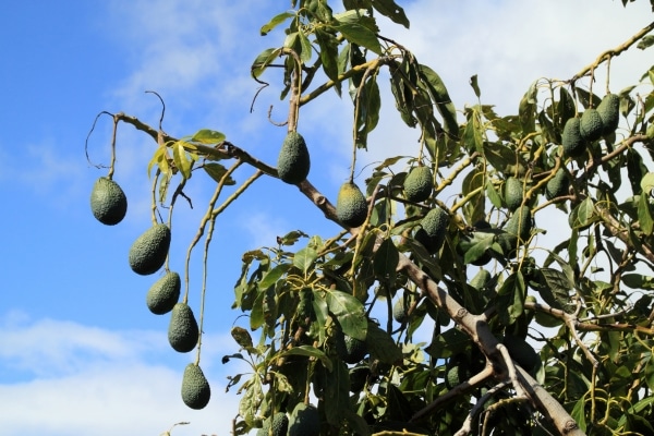 Altura del Aguacate
