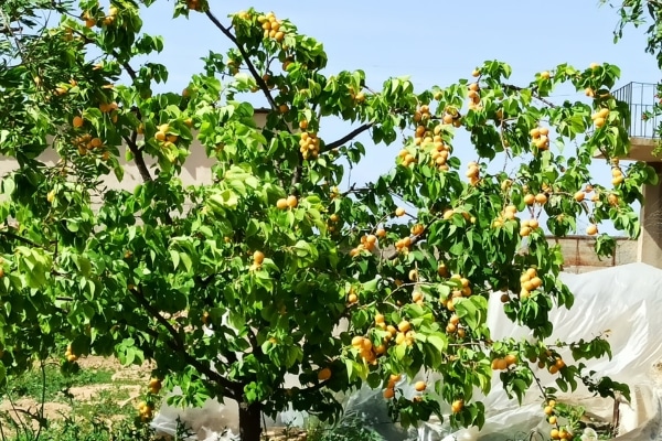 Árbol de Albaricoque