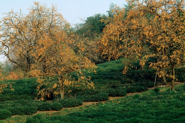 Plantación de Caquis