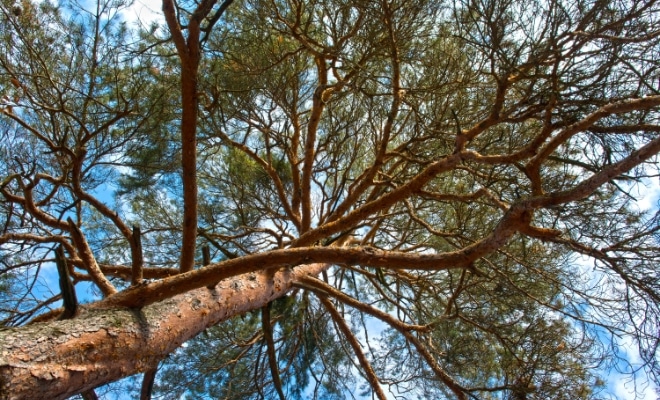 Altura del pino sylvestris