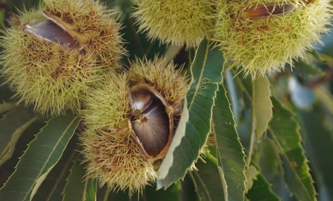 Fruto maduro del castaño