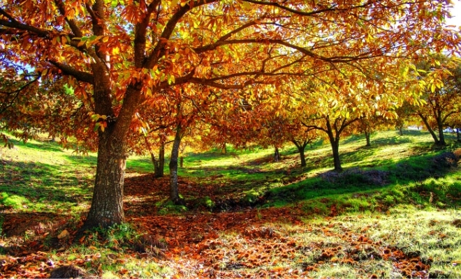 Plantación de castaños