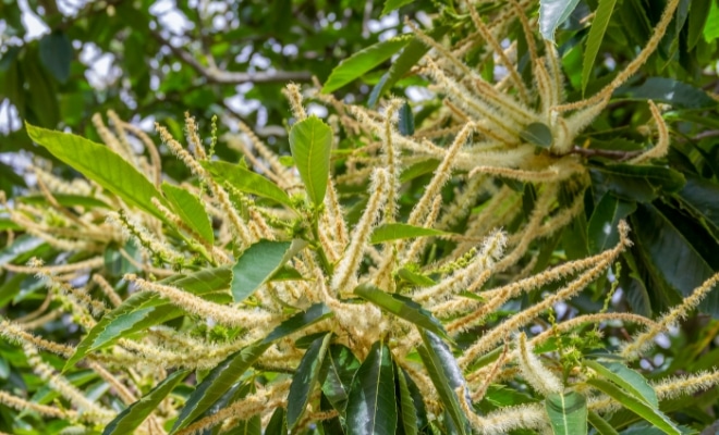 Flor del castaño