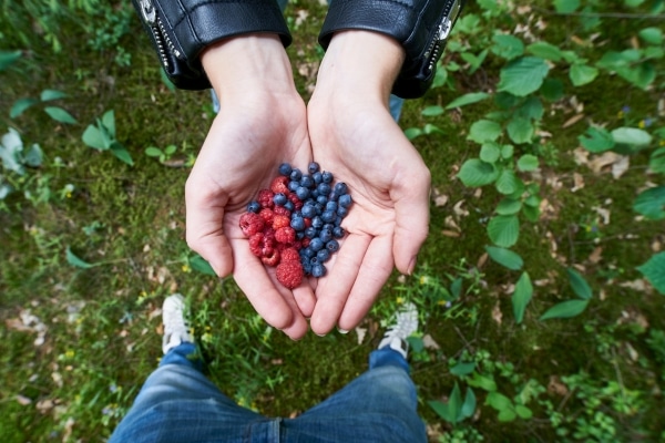 Beneficios del arándano