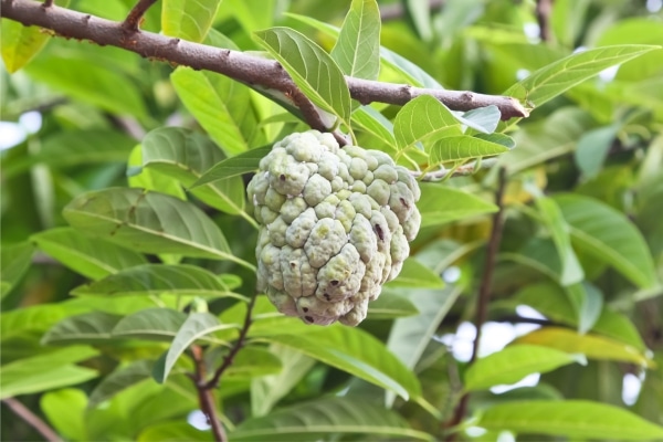 Planta Annona 