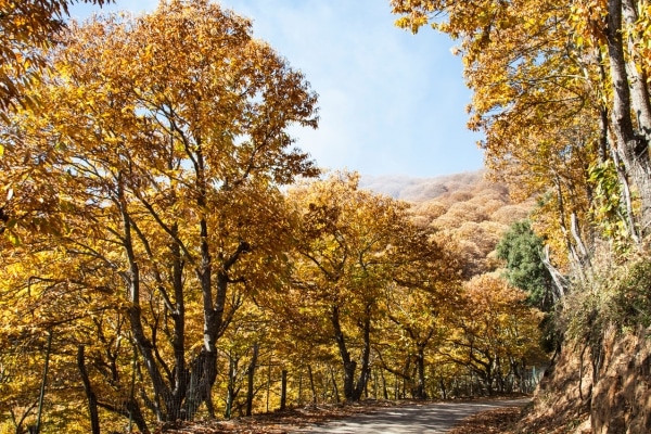 Árboles de hoja caduca