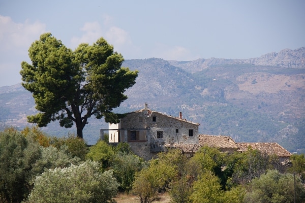 Altura del pino piñonero