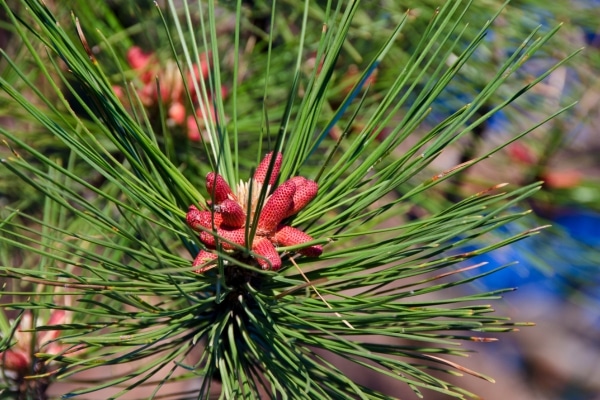 Agujas pino ponderosa