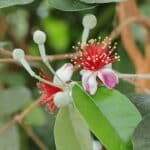 Flor de la feijoa