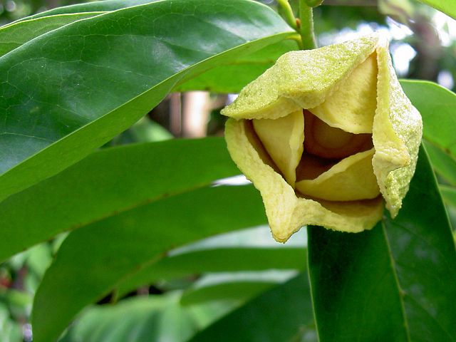 flor de la guanabana