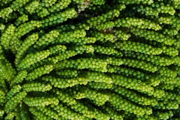 Caulerpa