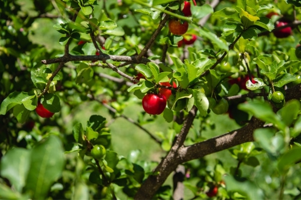 Planta Acerola