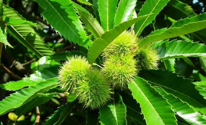 Hoja del castaño