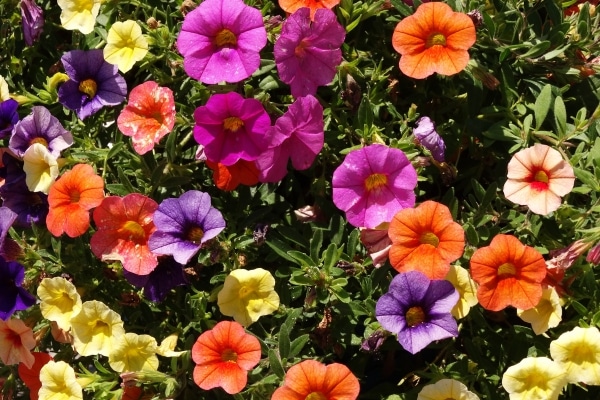 Diferentes colores de petunias