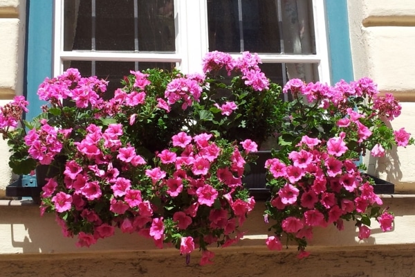 Balcón con petunias