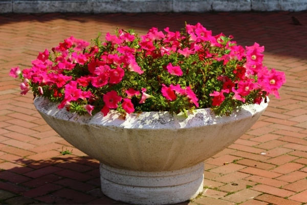 Macetero ideal petunias