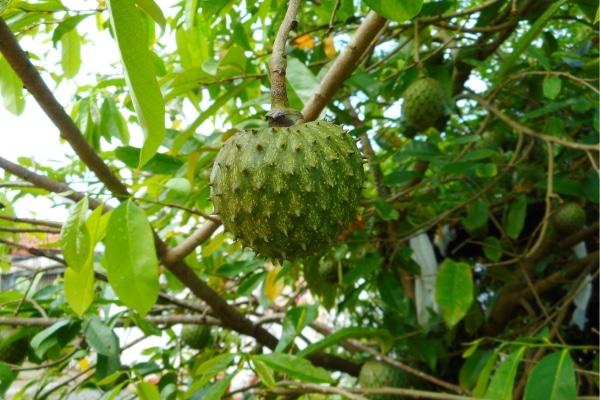 Annona