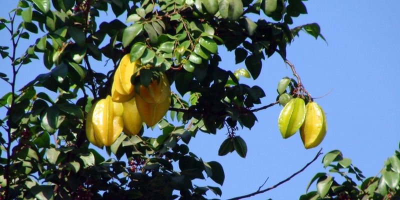 Carambola (Averrhoa carambola)