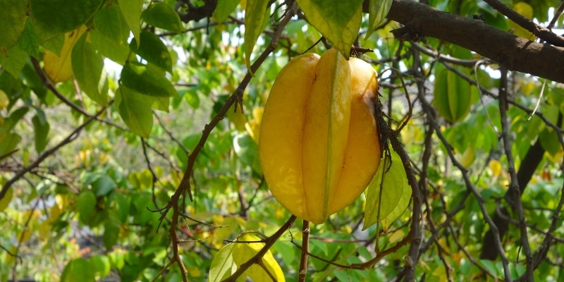 Cultivo de Carambola