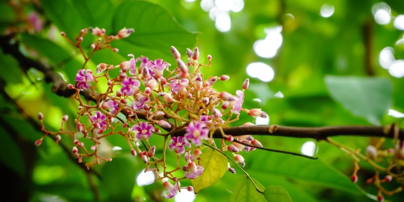 Flor del carambolo