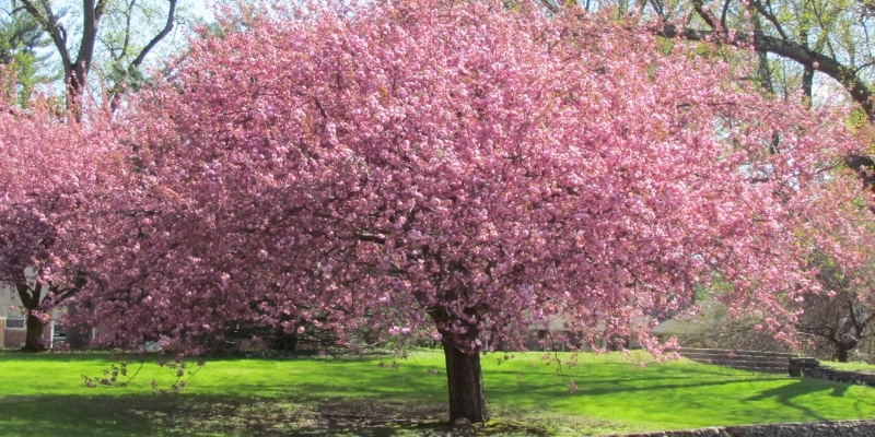 Cerezo (Prunus avium)