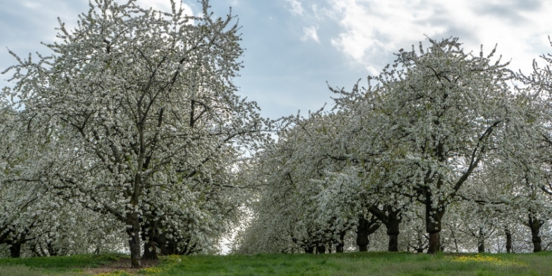 Campo de cerezos
