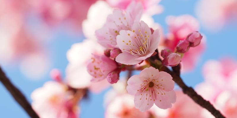 Flor de cerezo