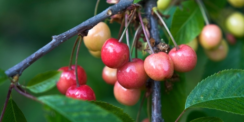 Cereza sin madurar