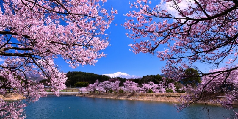 Entorno natural Prunus avium