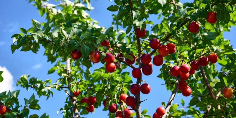 Ciruelo (Prunus domestica)