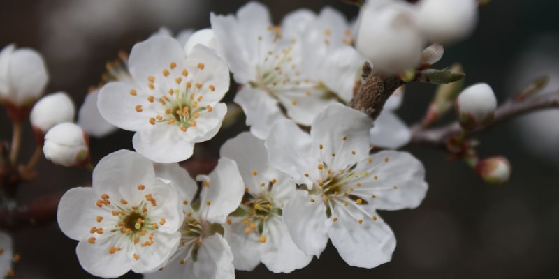 Flor de la ciruela