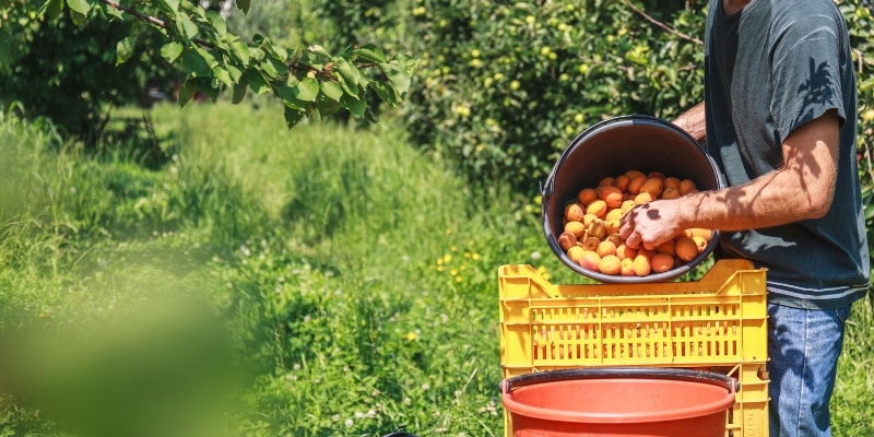 Recolección de ciruelas