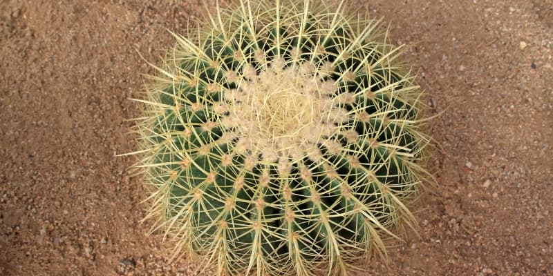 Echinocactus grusonii