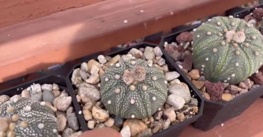 Astrophytum myriostigma (Cactus estrella) Características, usos y cuidados