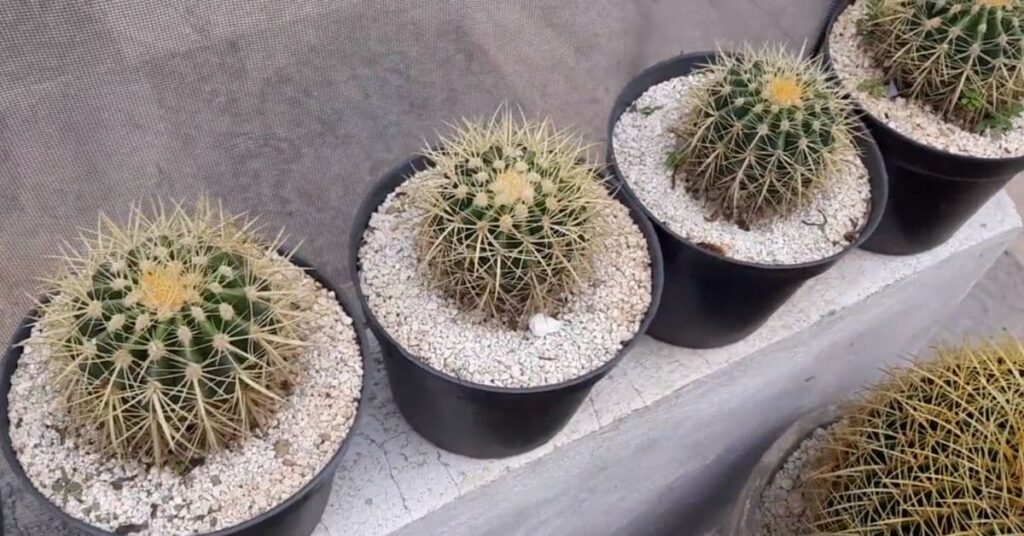 ECHINOCACTUS GRUSONII – CARACTERÍSTICAS, CUIDADOS Y BENEFICIOS