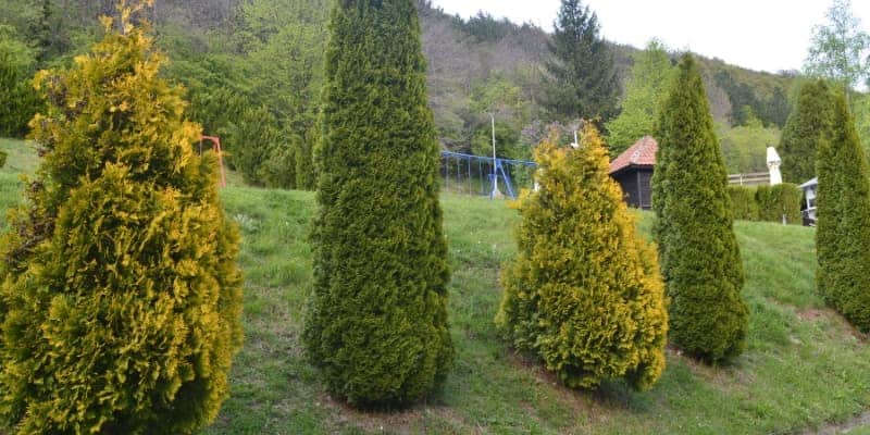 forma Thuja