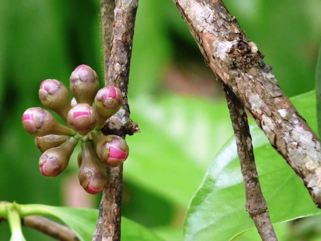 Flor Manzano de agua (foto wikipedia)